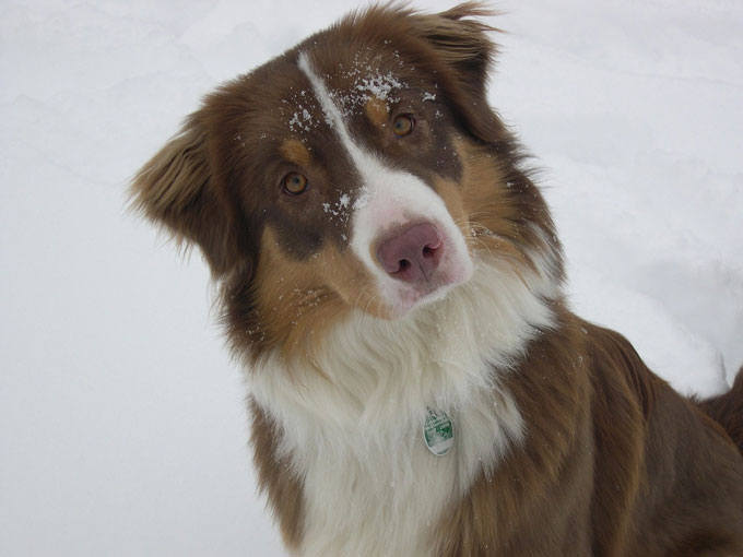 Australian Shepherd