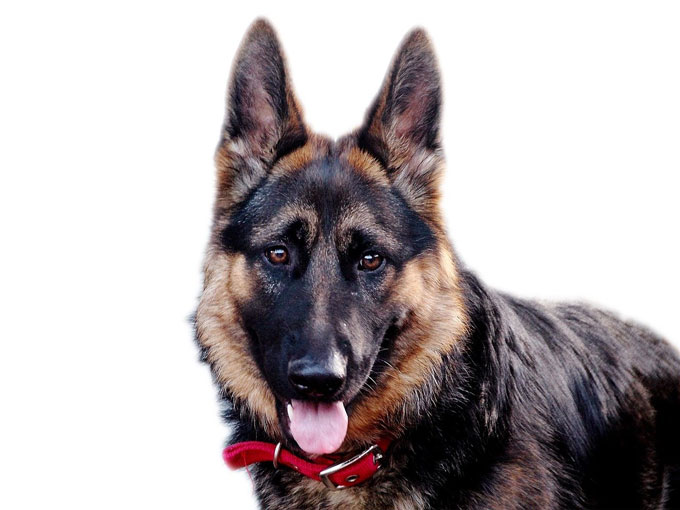 German Shepherd