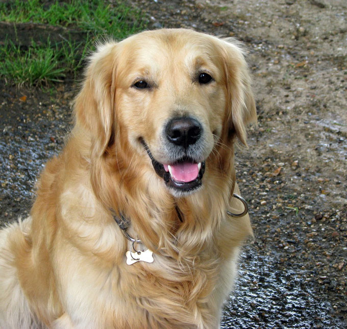 Golden Retriever
