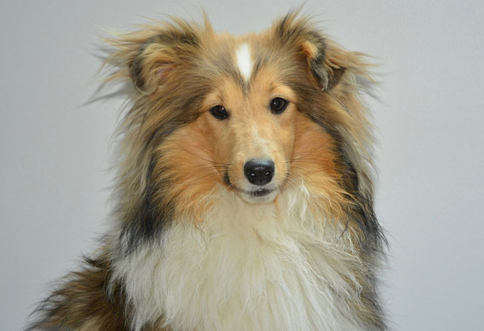 Shetland sheepdog