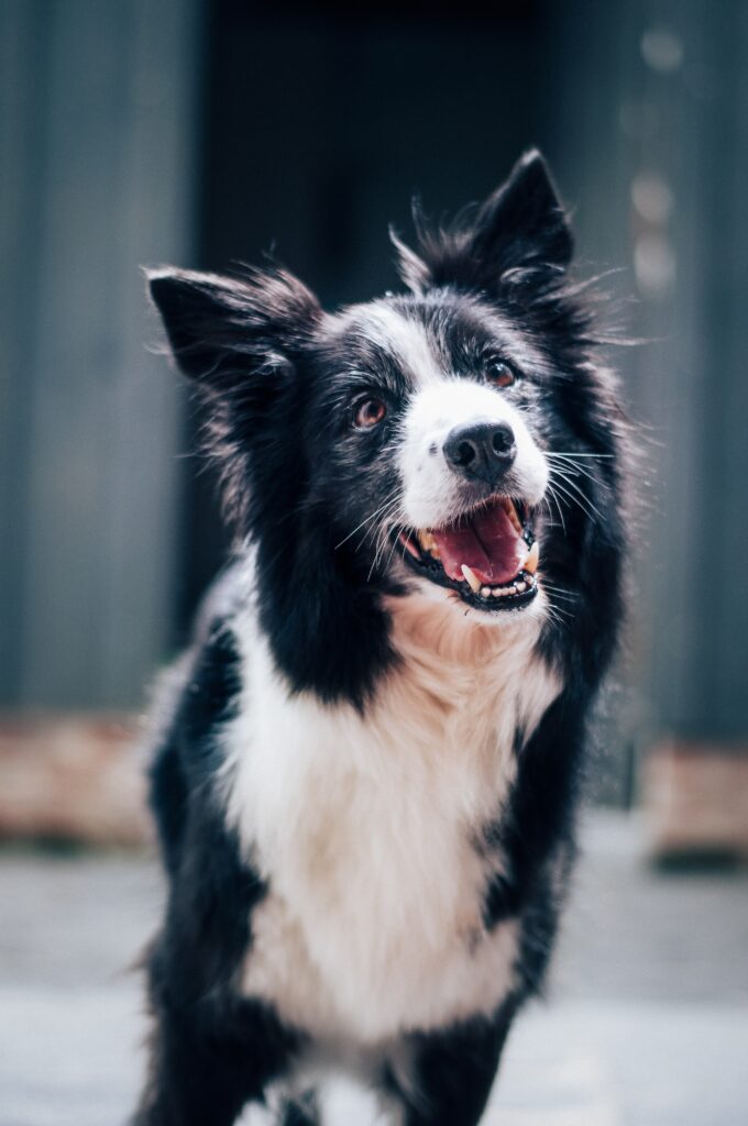 Choosing The Perfect Companion: Medium Sized Dog Breeds